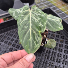Load image into Gallery viewer, Philodendron Gloriosum Snow Leopard variegated 4" pot, Fedex 2day*