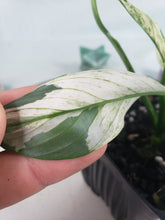 Load image into Gallery viewer, Spathiphylum jessica, Exact Plant, double plant, Variegated