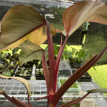 Load image into Gallery viewer, Philodendron Strawberry Shake Variegated exact plant, Fedex 2day*