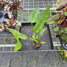 Load image into Gallery viewer, Anthurium Spectabile Wide Form, Exact Plant