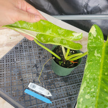 Load image into Gallery viewer, Philodendron Jose Buono, Exact Plant Variegated Ships Nationwide