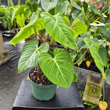 Load image into Gallery viewer, Philodendron Gloriosum, Pink Veined Back, Exact Plant Ships Nationwide