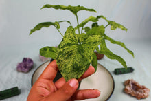 Load image into Gallery viewer, Variegated Syngonium Podophyllum Mojito Double plant Exact Plant