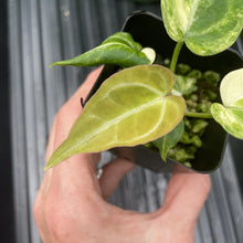 Load image into Gallery viewer, Anthurium Crystallinum Variegated exact plant, Fedex 2day*
