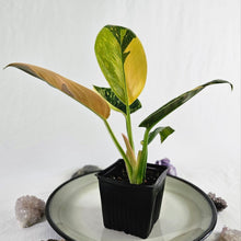 Load image into Gallery viewer, Philodendron Green Congo Nuclear, Exact Plant Variegated
