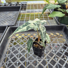 Load image into Gallery viewer, Alocasia polly snowflake pink variegated, Exact Plant Ships Nationwide.