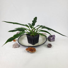 Load image into Gallery viewer, Philodendron Orchid Jungle 4" pot, Fedex 2day*