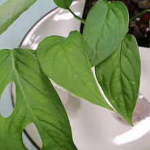 Load image into Gallery viewer, Monstera adansonii Laniata Shipped Nationwide