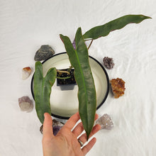 Load image into Gallery viewer, Philodendron Atabapoense 2.5" Pot, Fedex 2 day*