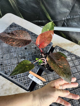 Load image into Gallery viewer, Philodendron Orange Princess, Exact Plant Variegated Ships Nationwide