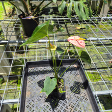Load image into Gallery viewer, Anthurium Shibori Variegated exact plant, Fedex 2day*