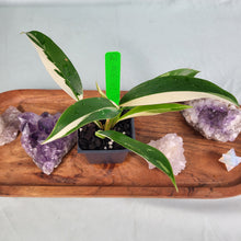 Load image into Gallery viewer, Philodendron Wend Imbe, Exact Plant Variegated