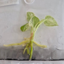Load image into Gallery viewer, Anthurium Bonplandii albo Variegated tissue culture Fedex 2day