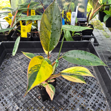 Load image into Gallery viewer, Philodendron Red Congo, Exact Plant Variegated Ships Nationwide