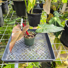 Load image into Gallery viewer, Philodendron Dark Lord, Exact Plant Ships Nationwide