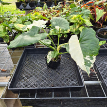 Load image into Gallery viewer, Alocasia Odora, Okinawa Silver, Exact Plant Variegated Ships Nationwide