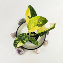 Load image into Gallery viewer, Philodendron Green Congo Nuclear, Exact Plant Variegated
