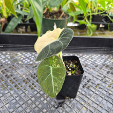 Load image into Gallery viewer, Alocasia Black Velvet Pink Variegata, Exact Plant Ships Nationwide