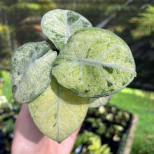 Load image into Gallery viewer, Alocasia Ninja Tricolor Splash, Black Velvet Variegated 2.5" pot, Fedex 2day*