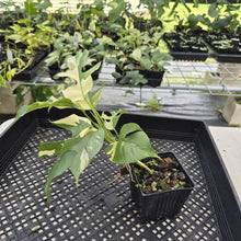 Load image into Gallery viewer, Rhaphidophora Tetrasperma Albo Variegated exact plant, Fedex 2day*