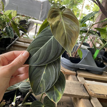 Load image into Gallery viewer, Philodendron Melanochrysum Variegated exact plant, Fedex 2day*