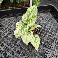 Load image into Gallery viewer, Scindapsus Moonlight Marble, Exact Plant Variegated Ships Nationwide