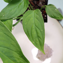 Load image into Gallery viewer, Monstera adansonii Laniata Shipped Nationwide