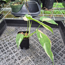 Load image into Gallery viewer, Syngonium Chiapense Variegated exact plant, Fedex 2day*