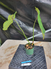 Load image into Gallery viewer, Philodendron Gloriosum, Pink Veined Back, Exact Plant Ships Nationwide