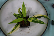 Load image into Gallery viewer, Variegated Philodendron Domesticum, exact plant, ships nationwide
