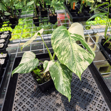 Load image into Gallery viewer, Monstera Borsigiana Albo Deliciosa Variegated exact plant, Fedex 2day*