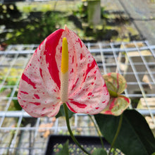Load image into Gallery viewer, Anthurium Shibori, Exact Plant Variegated