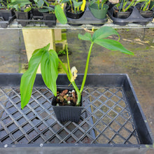 Load image into Gallery viewer, Philodendron Tripartitum, Exact Plant Ships Nationwide