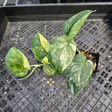 Load image into Gallery viewer, Scindapsus Jade Satin Marble Queen, Exact Plant Variegated Ships Nationwide