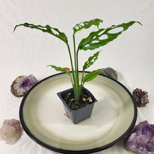 Load image into Gallery viewer, Monstera Obliqua Peru 2.5" Pot, Fedex 2 day*