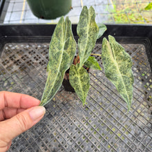 Load image into Gallery viewer, Alocasia Longiloba Black Satun Stardust Variegated, Exact Plant Ships Nationwide
