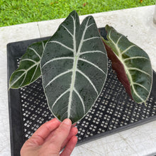 Load image into Gallery viewer, Alocasia Longiloba Grandis x Sanderiana 'Mark Campbell' exact plant, Fedex 2day*