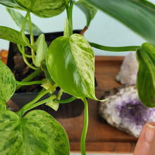 Load image into Gallery viewer, Philodendron Hederaceum, Heart Leaf Variegated 4" pot, Fedex 2day*
