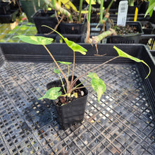 Load image into Gallery viewer, Alocasia Stingray, Exact Plant Ships Nationwide