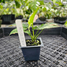 Load image into Gallery viewer, Syngonium Red Spot Tricolor, Exact Plant Variegated Ships Nationwide