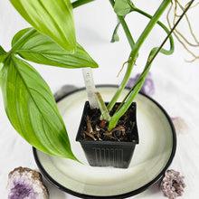 Load image into Gallery viewer, Philodendron Tripartitum, Exact Plant Ships Nationwide