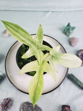 Load image into Gallery viewer, Florida Ghost, Exact Plant, Philodendron