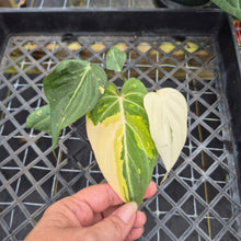 Load image into Gallery viewer, Philodendron Gloriosum variegated, Exact Plant Ships Nationwide
