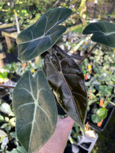 Load image into Gallery viewer, Alocasia Longiloba Black Satun Pink Bone 2.5" pot, Fedex 2day*