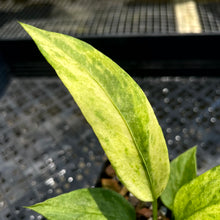 Load image into Gallery viewer, Anthurium Vittarifolium Variegated 2.5" Pot, Fedex 2 day*