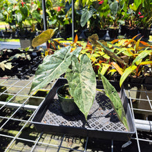 Load image into Gallery viewer, Alocasia Wentii Pink Splash Variegated 6" pot, Fedex 2day