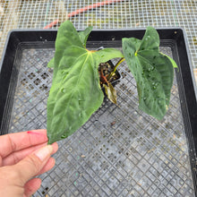 Load image into Gallery viewer, Anthurium Papillilaminum Fort Sherman X ( FS X Ralph Lynam), Exact Plant
