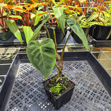 Load image into Gallery viewer, Philodendron Verrucosum Melon, Exact Plant Ships Nationwide