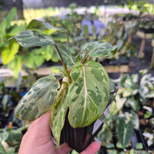 Load image into Gallery viewer, Philodendron Gloriosum Snow Leopard variegated 4" pot, Fedex 2day*