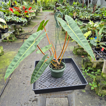 Load image into Gallery viewer, Philodendron Billietiae exact plant, Fedex 2day*